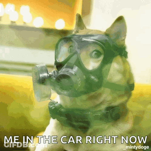 Dog Wearing Gas Mask Me In Car GIF