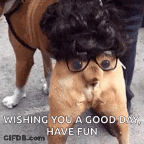 Dog Wearing Glasses And Wig GIF