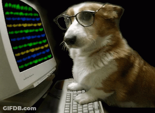 Dog Wearing Glasses Sitting At Computer GIF