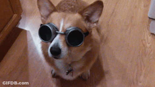 Dog Wearing Goggles Sitting On Wooden Floor GIF