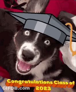 Dog Wearing Graduation Cap Congratulations Class Of 2023 GIF