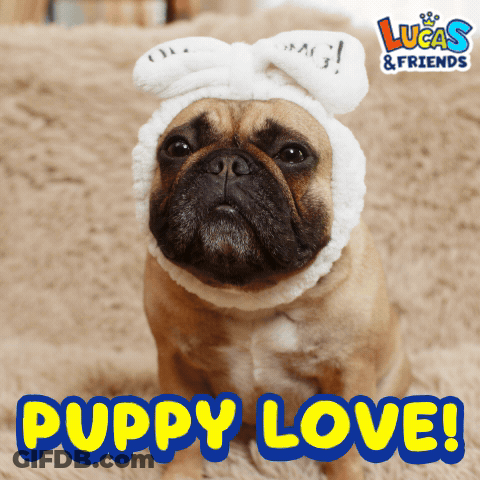 Dog Wearing Headband Saying Puppy Love GIF