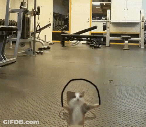 Dog Wearing Headphones In Gym Looking At Camera GIF