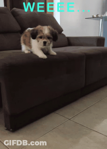 Dog Wearing Headphones Jammin GIF