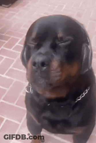 Dog Wearing Headphones Looks At Camera GIF