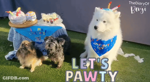 Dog Wearing Let's Pawty Bandana With Two Dogs GIF