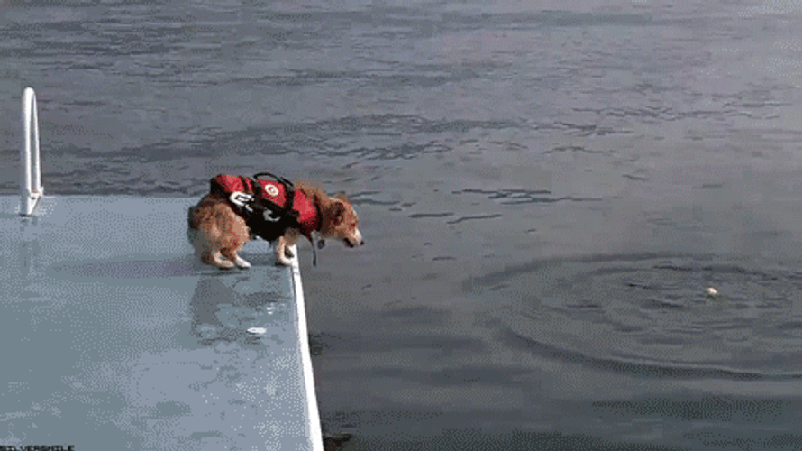 Dog Wearing Life Jacket Jump In The Water GIF
