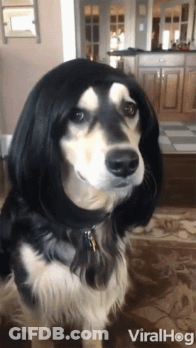 Dog Wearing Long Black Wig With Viralhog GIF