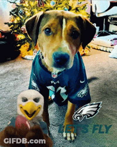 Dog Wearing Philadelphia Eagles Jersey GIF