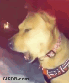 Dog Wearing Pink Collar Yawning GIF