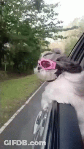 Dog Wearing Pink Sunglasses Sticking Head Out Car Window GIF