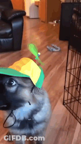 Dog Wearing Propeller Hat GIF