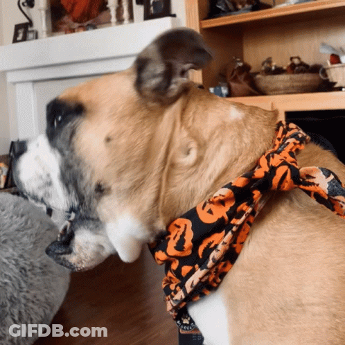 Dog Wearing Pumpkin Bandana GIF