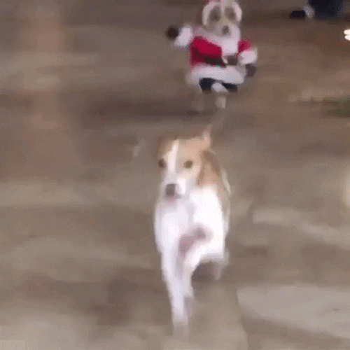 Dog Wearing Santa Outfit GIF