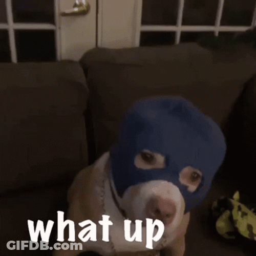 Dog Wearing Ski Mask What Up GIF