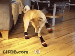 Dog Wearing Socks GIF