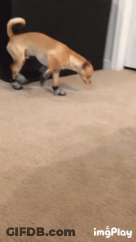 Dog Wearing Socks Sniffing Floor GIF