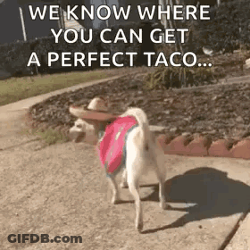 Dog Wearing Sombrero And Backpack Walking GIF