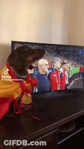 Dog Wearing Spanish Flag Watching Soccer GIF