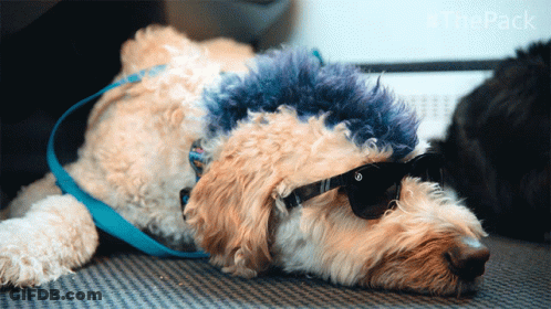 Dog Wearing Sunglasses And Blue Blanket GIF