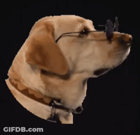 Dog Wearing Sunglasses And Collar GIF