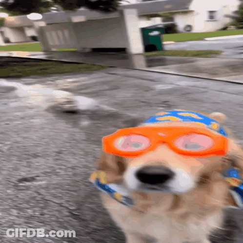 Dog Wearing Sunglasses And Hat GIF