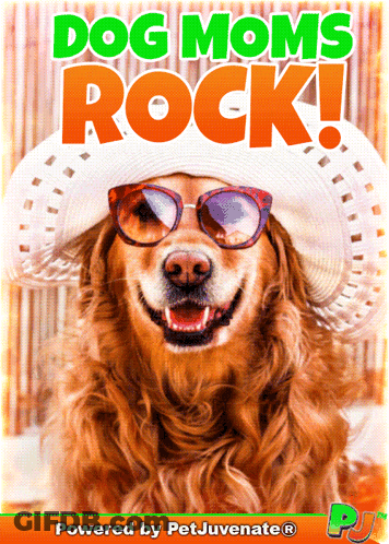 Dog Wearing Sunglasses And Hat Dog Moms Rock GIF