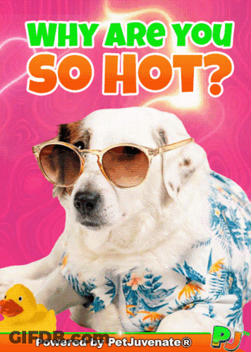 Dog Wearing Sunglasses And Shirt Saying Why Are You So Hot GIF