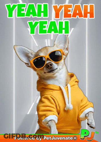 Dog Wearing Sunglasses And Yellow Hoodie Says Yeah Yeah Yeah GIF