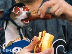 Dog Wearing Sunglasses Eating Hot Dog GIF
