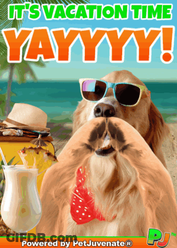 Dog Wearing Sunglasses It's Vacation Time Yayyyy GIF