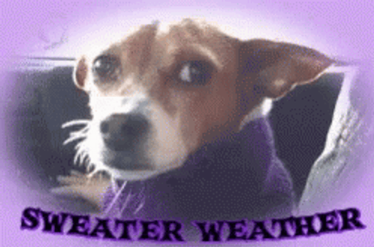 Dog Wearing Sweater Because Of Weather GIF