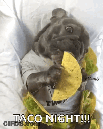 Dog Wearing Taco Shirt Eating Taco GIF