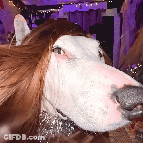 Dog Wearing Wig GIF