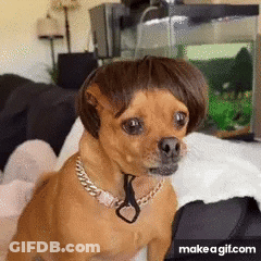 Dog Wearing Wig And Chain GIF