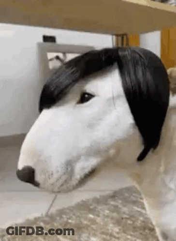 Dog Wearing Wig Laying On Ground GIF