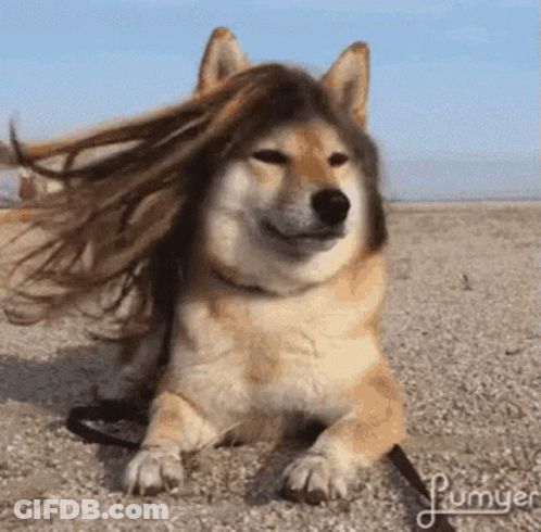 Dog Wearing Wig Lying On Ground GIF