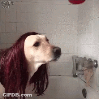 Dog Wearing Wig Taking A Bath GIF