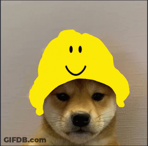 Dog Wearing Yellow Smiley Face Hat GIF