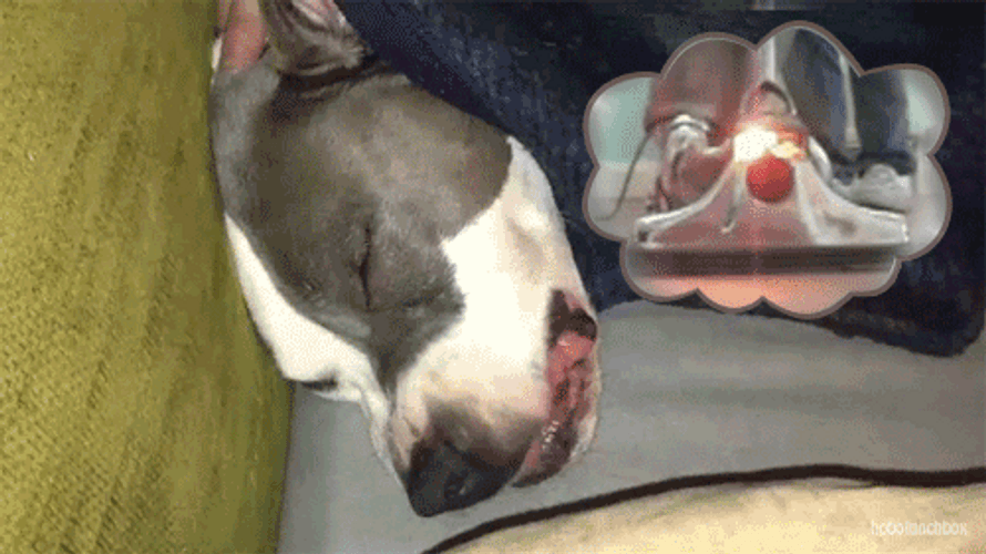 Dog Weird Dream GIF