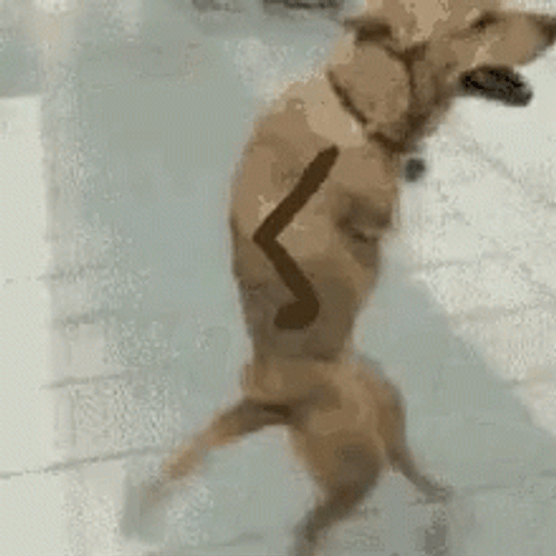 Dog Weird Walking GIF