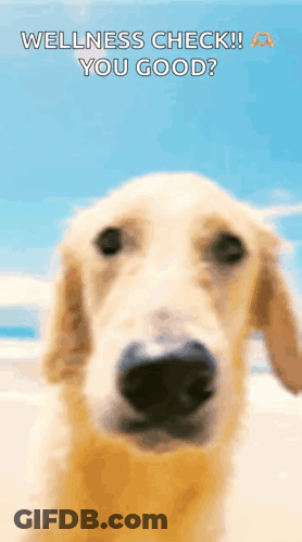 Dog Wellness Check You Good GIF