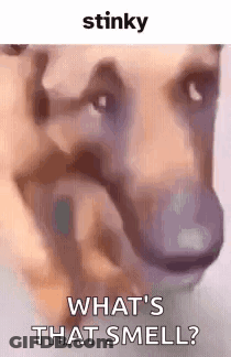 Dog What's That Smell GIF