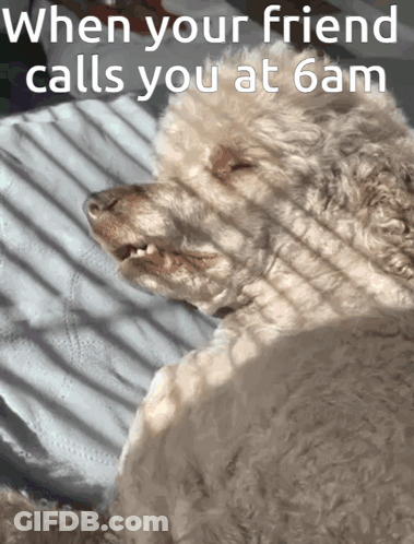 Dog When Your Friend Calls At 6 AM GIF