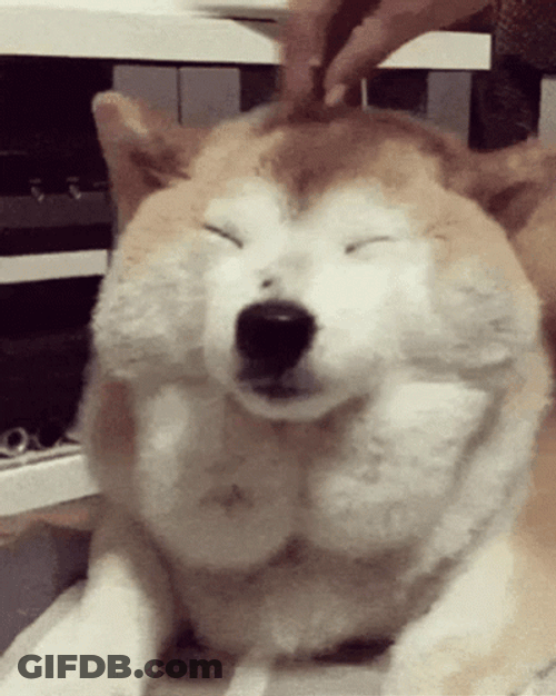 Dog Wide Smile Cute Animal GIF