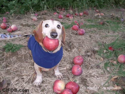 Dog With Apple In Field GIF