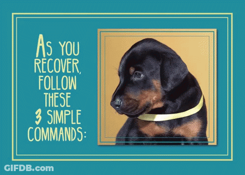 Dog With As You Recover Follow These 3 Simple Commands GIF