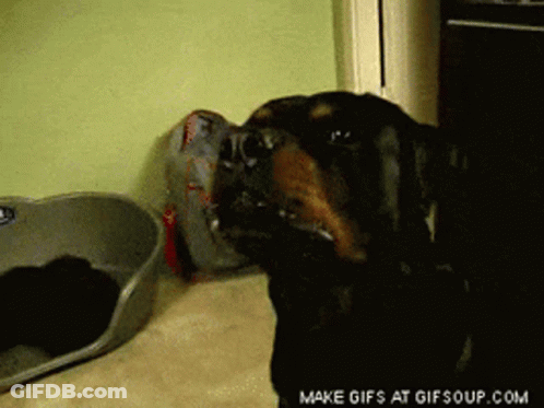 Dog With Bag In Mouth GIF