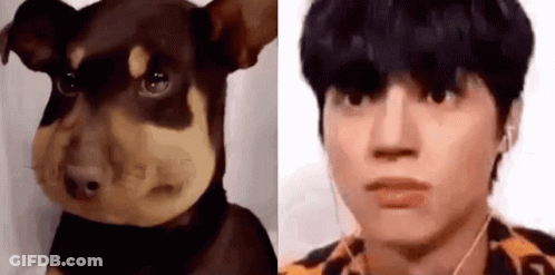 Dog With Beehive On Face Next To Man With Headphones GIF