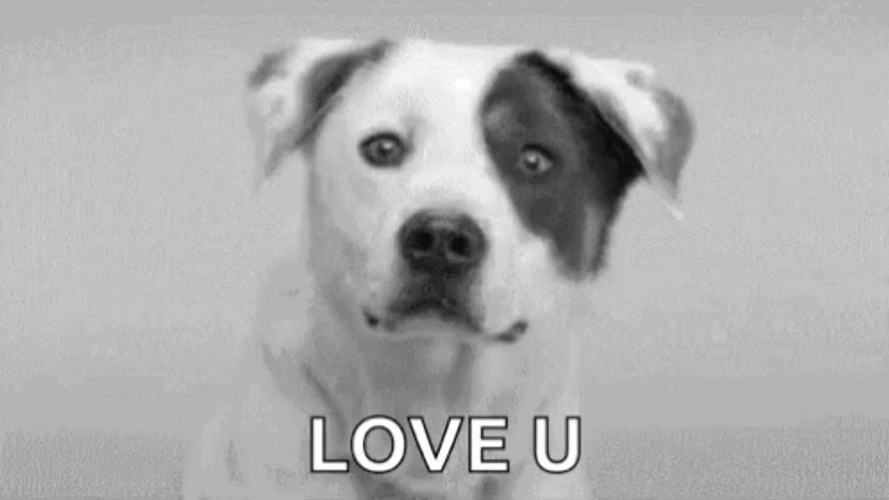 Dog With Big Smile Love You GIF
